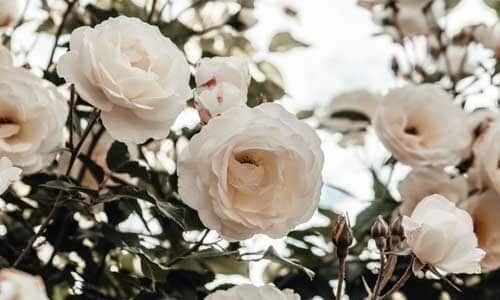des roses blanches aux feuilles vertes