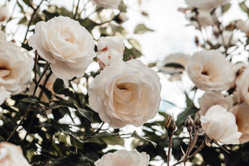 des roses blanches aux feuilles vertes