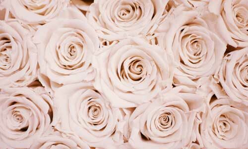 quelques roses blanches