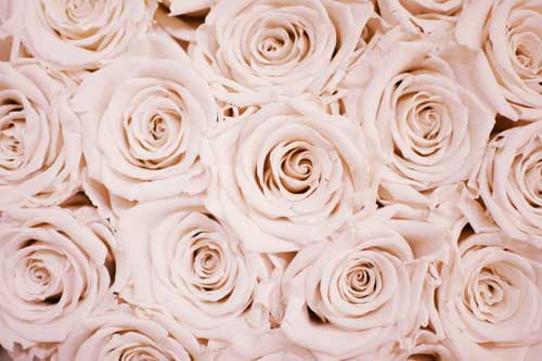 quelques roses blanches