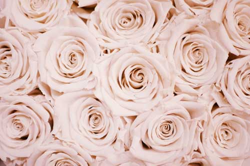quelques roses blanches