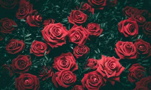 roses rouges sur un fond noir
