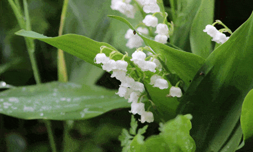 photo en gros plan d'un muguet avec des feuilles vertes