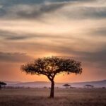 les plantes africaine et leurs vertus