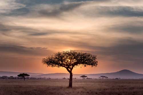Vertus des plantes africaine