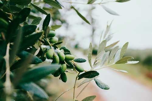 Arroser un olivier en pot