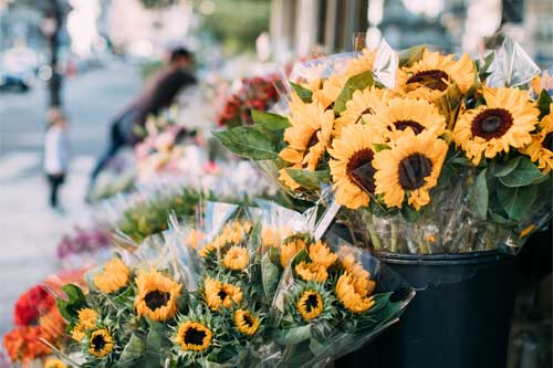 Comment connaitre l’origine des fleurs ?