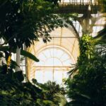 plante d'intérieur
