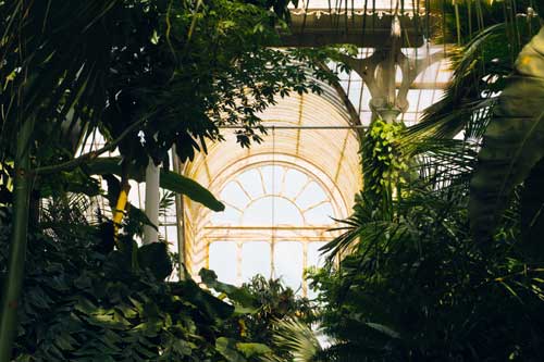 Quelles plantes d’intérieur choisir ?