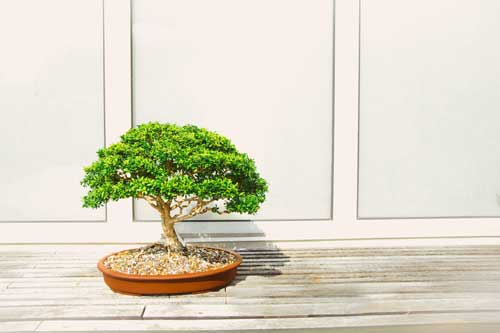 Quelles sont les choses que vous devez savoir avant d’acheter Bonsai ?