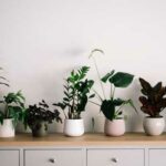 Quels sont les avantages méconnus d’avoir des plantes vertes à la maison ?
