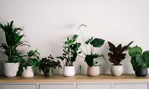 Quels sont les avantages méconnus d’avoir des plantes vertes à la maison ?