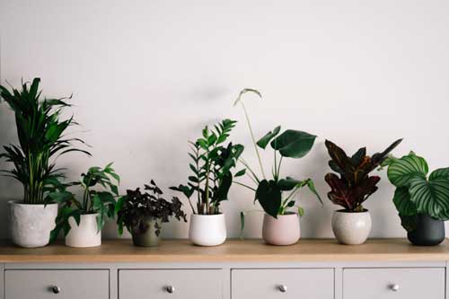 Quels sont les avantages méconnus d’avoir des plantes vertes à la maison ?