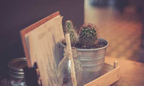 Quel est le meilleur endroit pour placer un cactus en intérieur ?