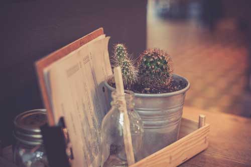 Quel est le meilleur endroit pour placer un cactus en intérieur ?