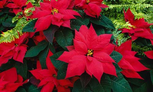 Comment prendre soin d’un poinsettia ?