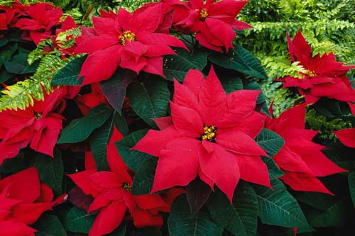 Comment prendre soin d’un poinsettia ?