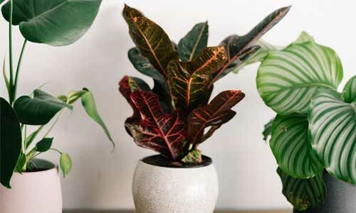 Quels sont les types de plantes vertes nécessitant peu de lumière ?