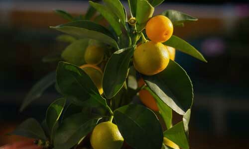 Les Kumquat ont-ils besoin de beaucoup d'entretien ?