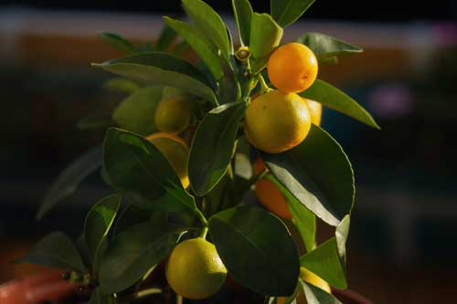 Les Kumquat ont-ils besoin de beaucoup d’entretien ?