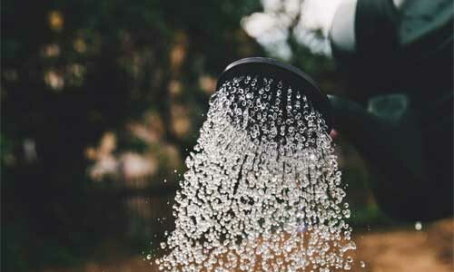 Comment arroser ses plantes pendant les vacances ?