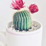 Quel pot est adapté pour les cactus en intérieur ?