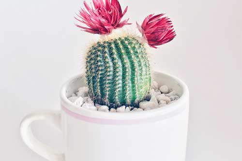 Quel pot est adapté pour les cactus en intérieur ?