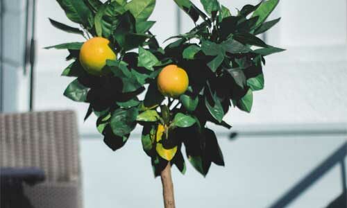 Comment entretenir un oranger en pot ?