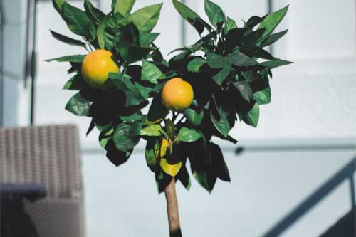 Comment entretenir un oranger en pot ?