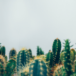plantes vertes ne nécessitant pas d’entretien