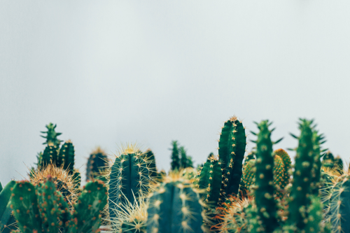 Quels sont les plantes vertes ne nécessitant pas d’entretien ?