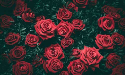 roses rouges sur un fond noir