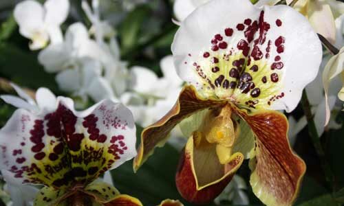 Les fleurs préférées des Français - orchidée