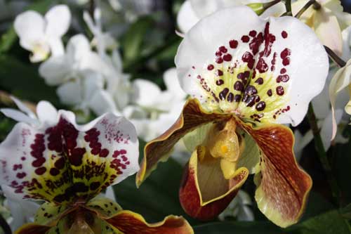 Les fleurs préférées des Français
