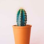 Combien de fois arroser un cactus