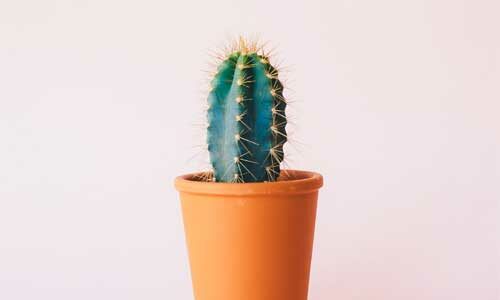 Combien de fois arroser un cactus