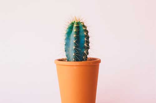 Combien de fois arroser un cactus ?