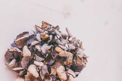 Idées de décoration avec fleurs séchées