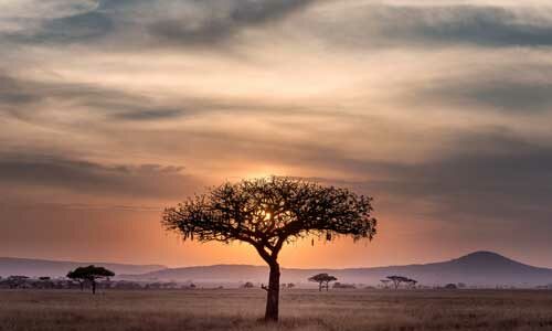 les plantes africaine et leurs vertus
