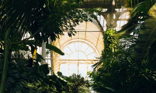 plante d'intérieur