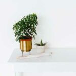 Comment prendre soin d’un Bonsai ?