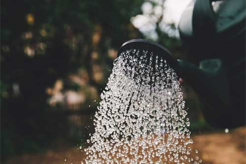 Comment arroser ses plantes pendant les vacances ?