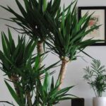 Quelle est la meilleure plante verte à acheter pour débutants ?