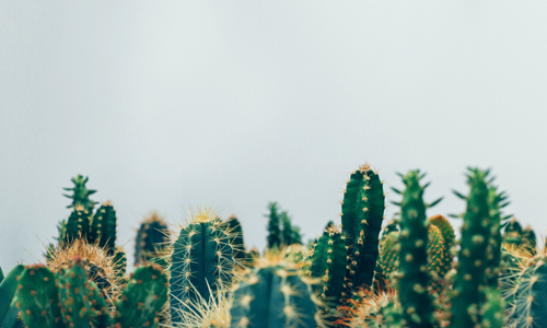 plantes vertes ne nécessitant pas d’entretien
